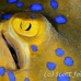 ray_bluespotted_crci_mb_h_0136_png1931.jpg